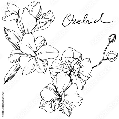 Vector Orchid. Floral botanical flower. Black and white engraved ink art. Isolated orchid illustration element.