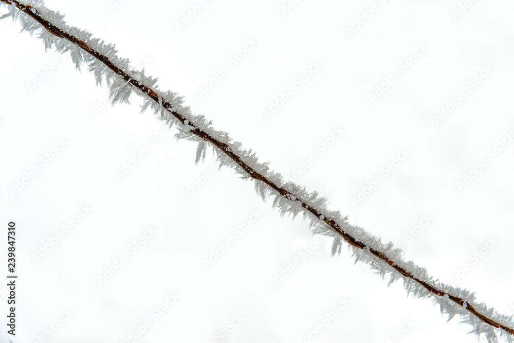 Fototapeta premium Branch Covered With Snow and Hoar Frost