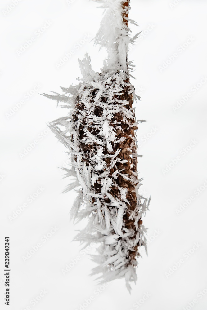 Naklejka premium Branch Covered With Snow and Hoar Frost