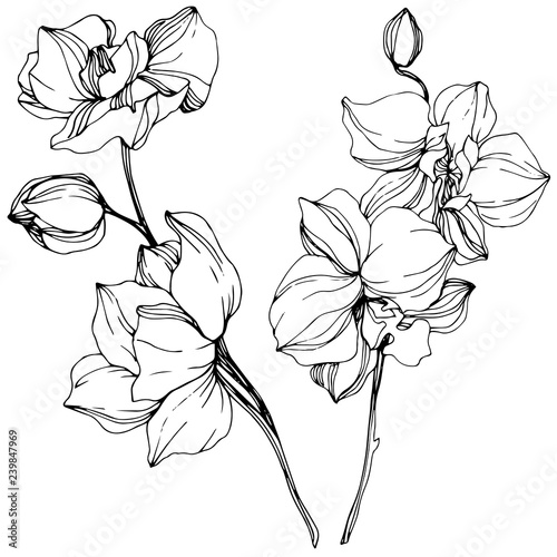 Vector. Orchid flower. Black and white engraved ink art. Isolated orchid illustration element on white background.