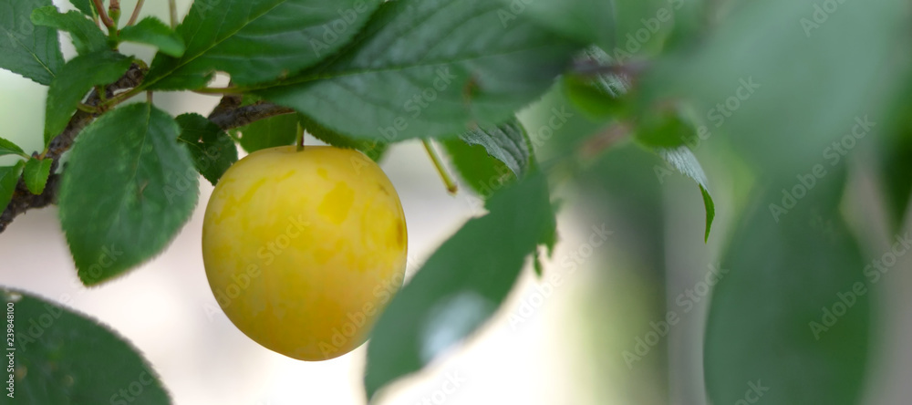 Yellow plum Yellow plum