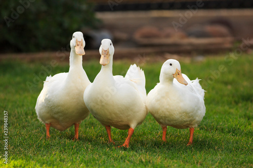 Vászonkép Three white ducks on green grass
