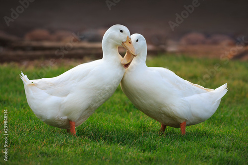Two White Duck Friends