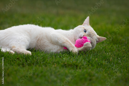 A White Kitten plays with a pink catnip mouse toy on green grass
