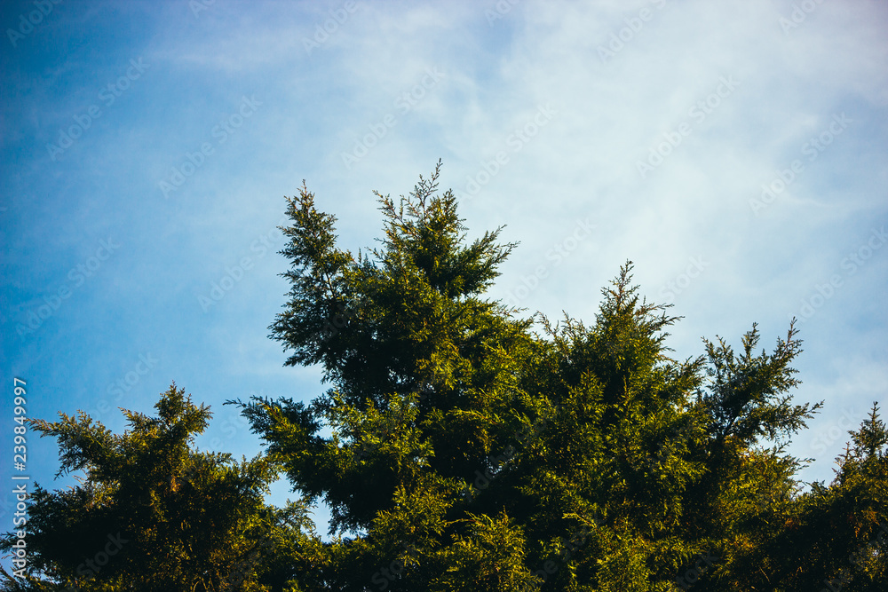 trees and blue sky trees and blue sky