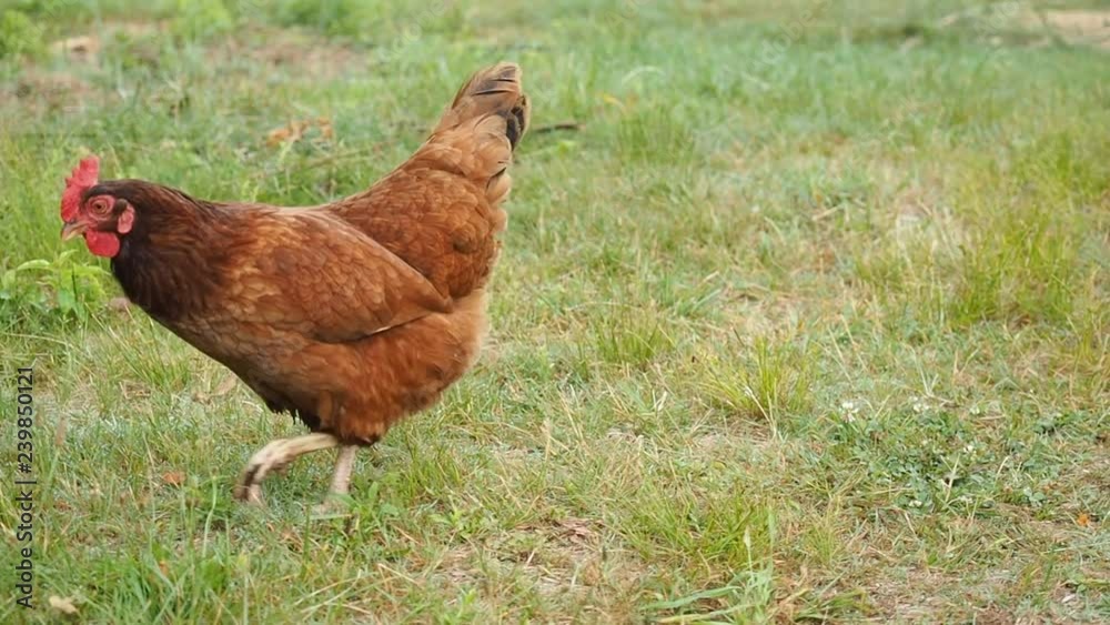 Rhode Island Red chickens on a small scale, organic farmer in Johnston, Rhode Island Rhode Island Red chickens on a small scale, organic farmer in Johnston, Rhode Island
