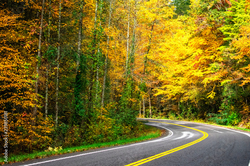 curved road in autumn forest