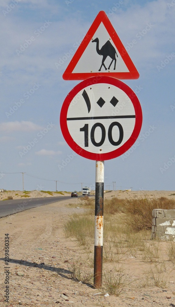 Arabic speed limit and camel warning road sign Stock Photo Adobe Stock