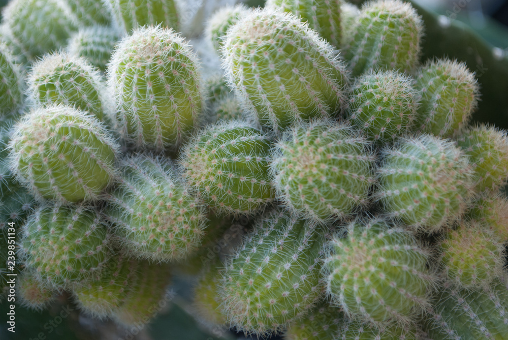 Small green cactus selective focus in flowerpot houseplant at the farm Small green cactus selective focus in flowerpot houseplant at the farm