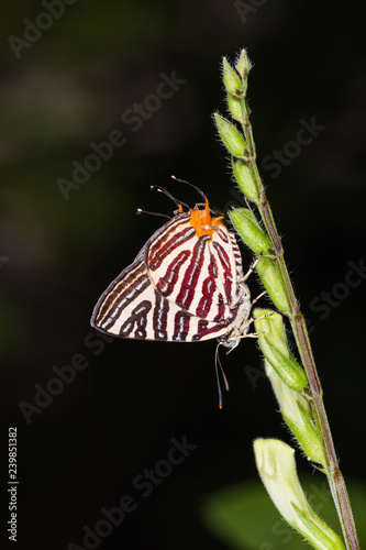 Long-banded Silverline (Cigaritis lohita) butterfly photo