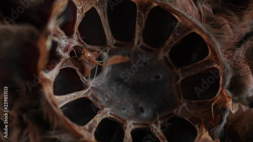 showing inside of large spider molt, Grammostola Rosea, removing carapace, shell,, chitin armor photo