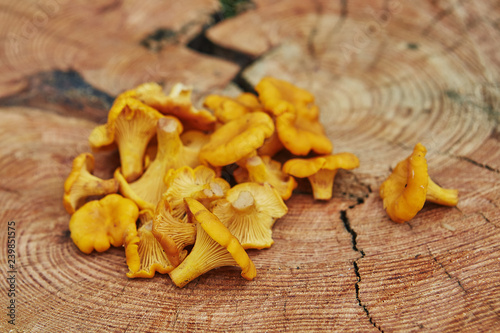 Forest wild chanterelles served on wooden plate in green grass