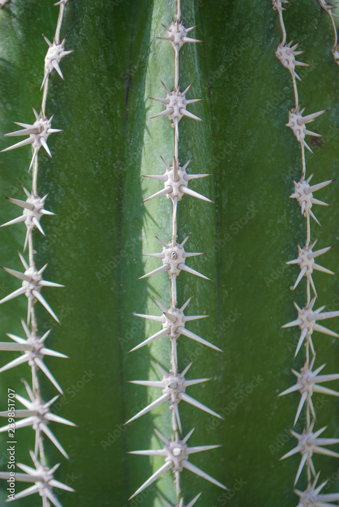 Green cactus closeup texture background