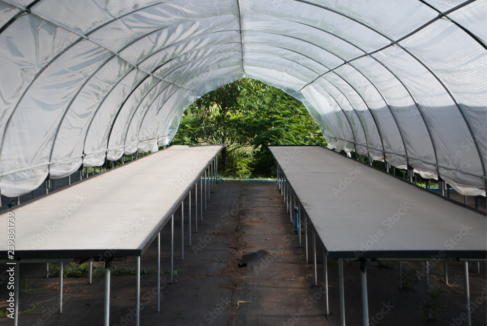 Empty small cactus plant nursery tent at the farm different cactus species