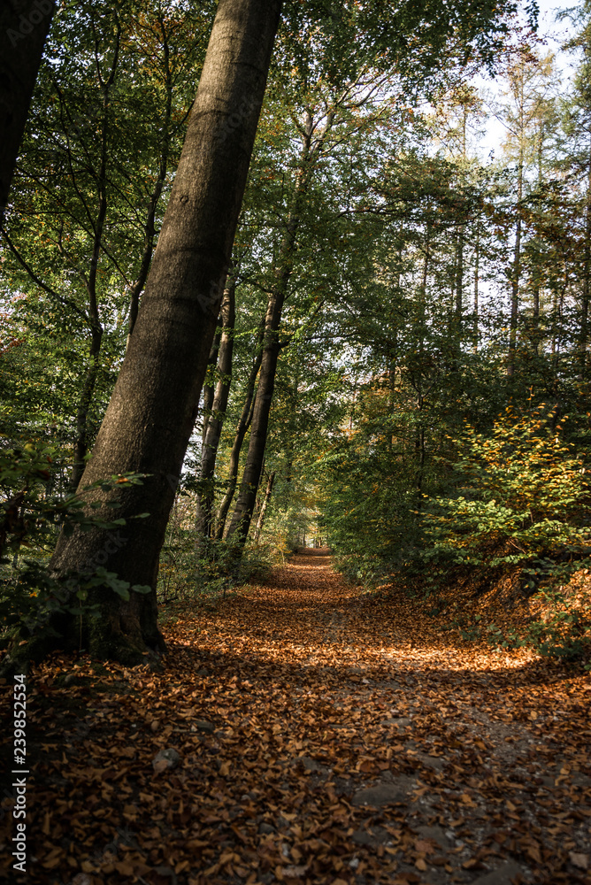 Herbst im Teutoburger Wald