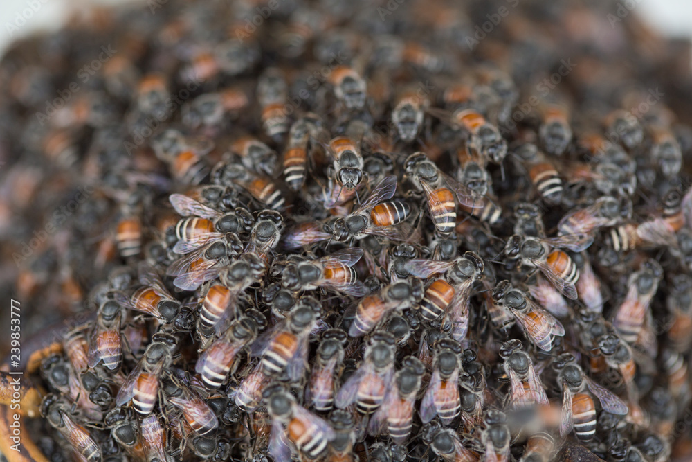 Bee building nest and honeycomb on rusty steel grille