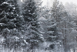 Nature background. Landscape of the winter forest.