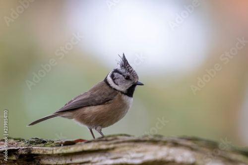 Crested tit, Lophophanes cristatus, passerine bird, perched with mellow background in scotland during winter.