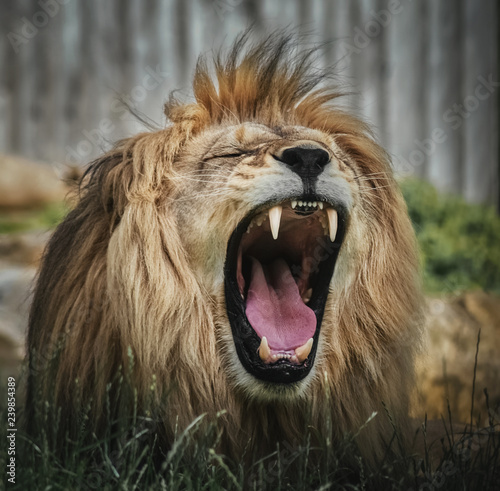Löwe mit weit geöffnetem Maul