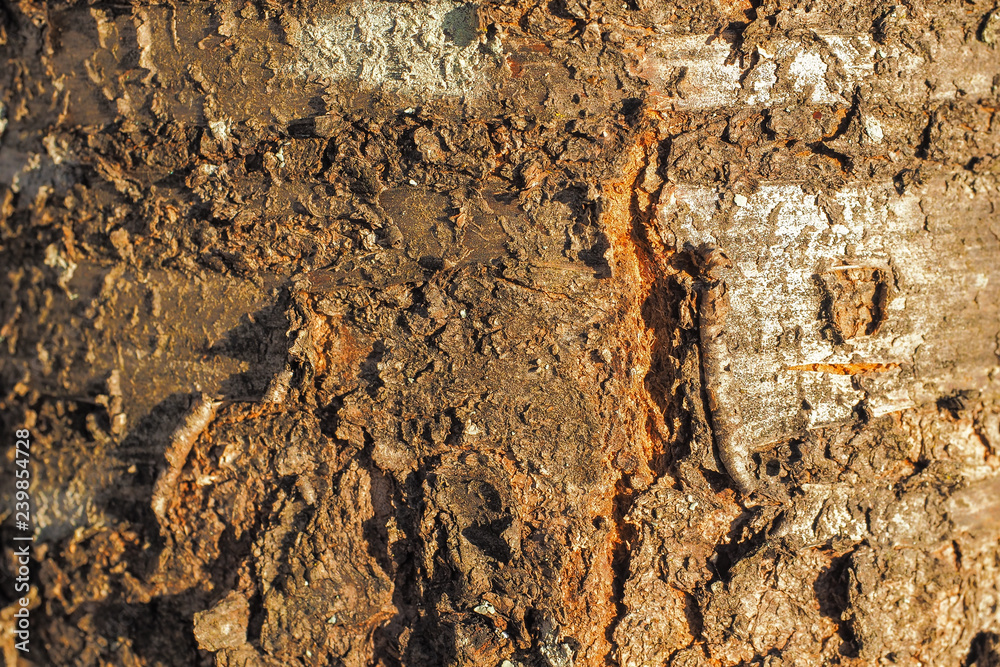 Abstract crack patterns of coarse cherry bark Abstract crack patterns of coarse cherry bark