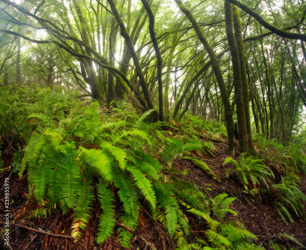 Vivid green lush forest, covered in moss and ferns Vivid green lush forest, covered in moss and ferns