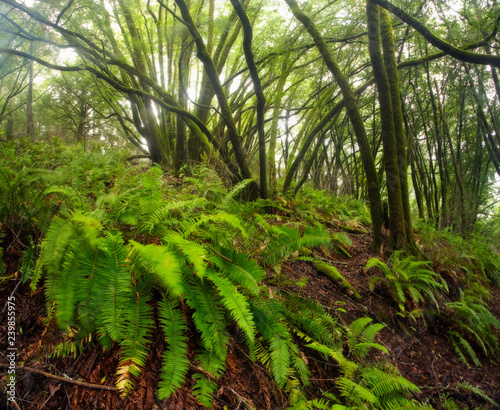 Vivid green lush forest, covered in moss and ferns
