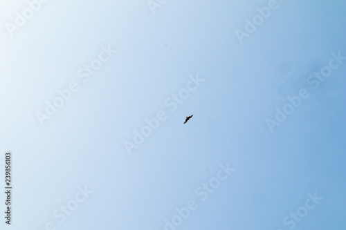 single bird in the sky