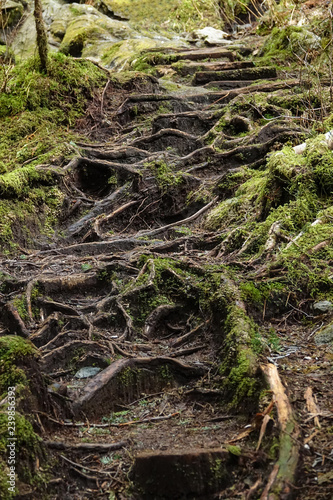 Beautiful shot of vibrant green moss covering the roots growing over the walkway © helivideo