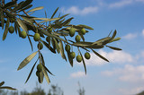 Olive branch with green olives in a field