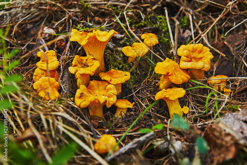 large group of chanterelles growing in forest