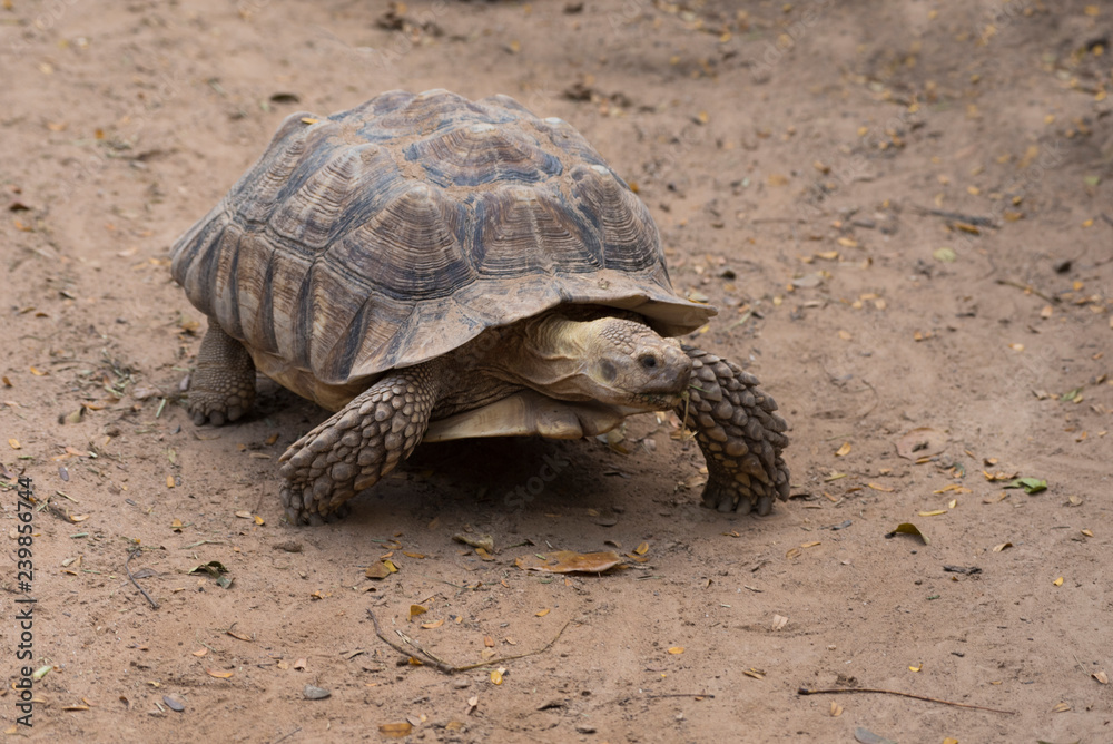 Galapagos tortoise.walking relax, on soil. Galapagos tortoise.walking relax, on soil.