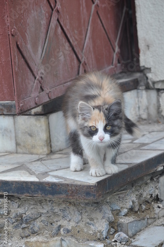 cat on roof