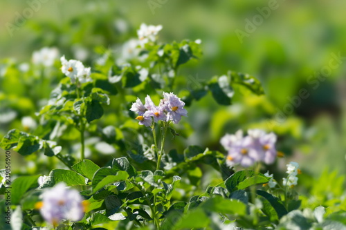 Potatoes are blooming with purple flowers during the growing season on a sunny summer day.