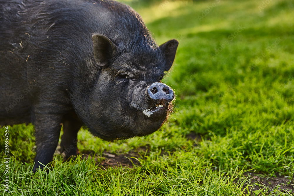 Cute fat pot-bellied pigs on free meadow of private farm Cute fat pot-bellied pigs on free meadow of private farm
