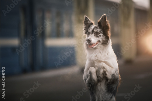 dog Border collie at the station, meets. Travel with a pet, festive mood