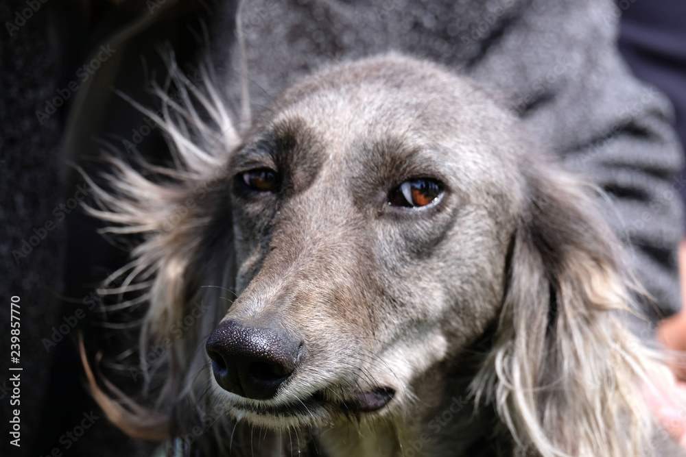 Fototapeta premium black and white dog