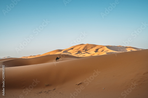 Camel in the sahara desert in Morocco.