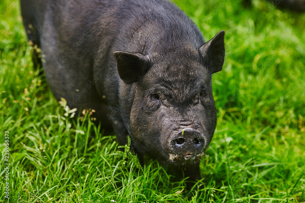 Cute fat pot-bellied pigs on free meadow of private farm Cute fat pot-bellied pigs on free meadow of private farm