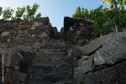 Treppe im Weinberg