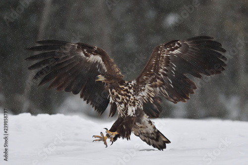 Eagle landing at winter claws ahead with forest background © Erik Mandre