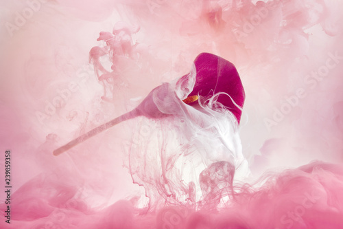 Fototapeta calla lily w chmurze różowego atramentu