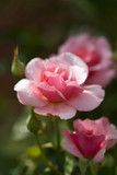 Pink Rose in Soft Focus in a garden