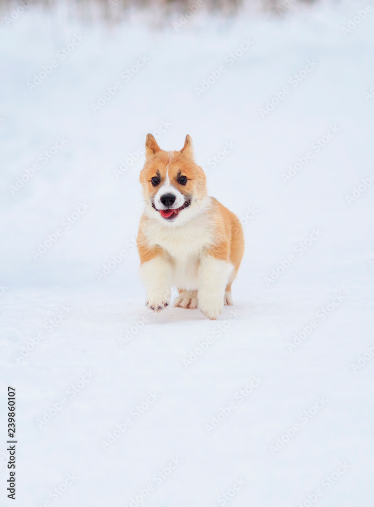 little chubby puppy red Corgi fun running through the snow in the winter Park for a walk little chubby puppy red Corgi fun running through the snow in the winter Park for a walk