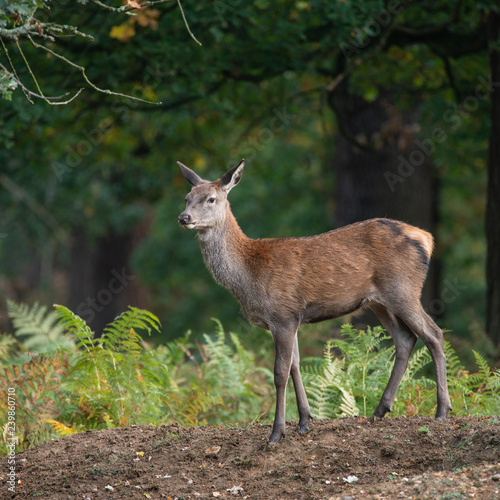 Stunning portrait of red deer hind in colorful Autumn forest landscape