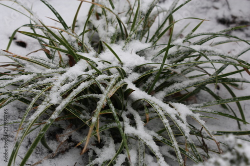 carex mit schnee