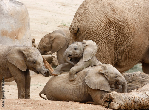 Baby Elephants Playing With the Herd in the Background