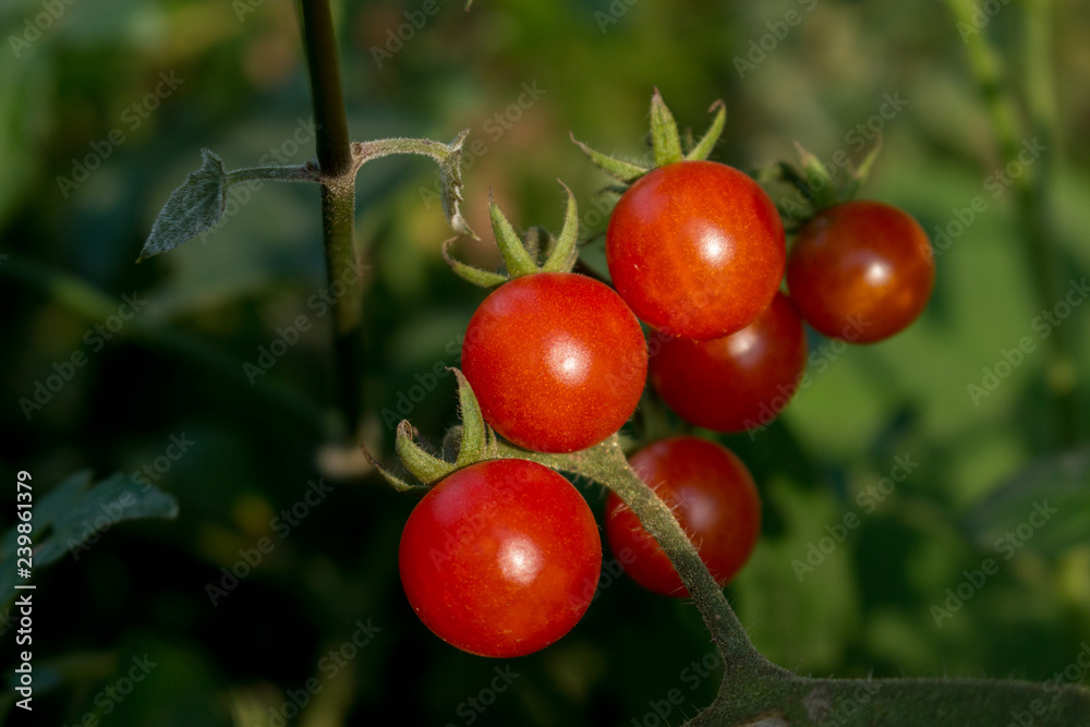 Growing tomatoes in garden
