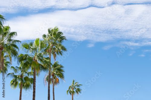 Bright green palm trees with blue sky with shattered clouds in the background with copy space