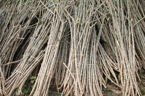 Cassava trunks for plantation