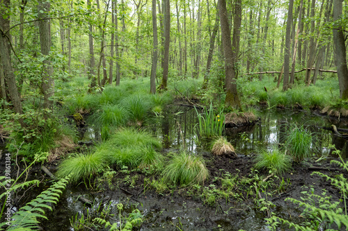 Moorland in the forest on the Baltic Sea